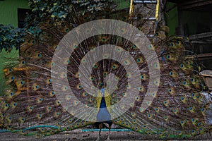 The magic of transformation The peacock a master of disguise and seduction photo