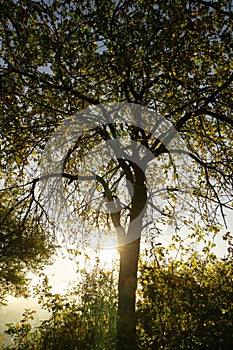 Magic trees and long shadows in the forest during sunrise or sunset.