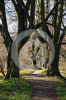 Magic trees and paths alleys in the forest during sunny day.