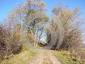 Magické stromy a cestičky v lese.