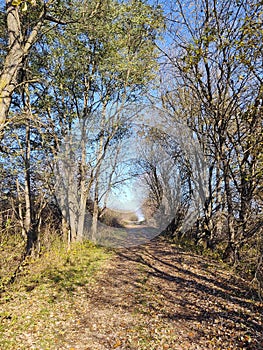 Magic trees and paths in the forest.