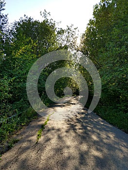 Magic trees and paths in the forest and meadow.