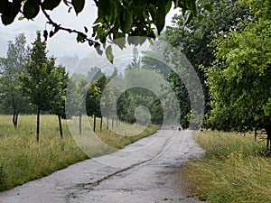 Magic trees and paths in the forest and meadow.