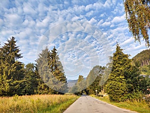 Magic trees and paths in the forest and meadow.