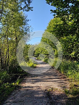 Magic trees and paths in the forest.