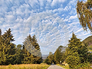 Magic trees and paths in the forest and meadow.