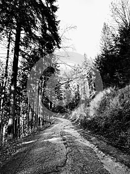 Magic trees and paths in the forest and meadow.