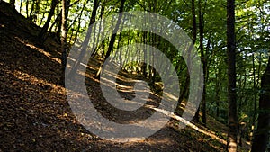 Magic trees and paths in the forest during sunny day.