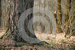 Magické stromy a cesty v lese během slunečného dne.