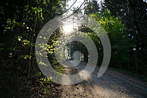 Magic trees and paths in the forest during sunny day.