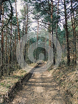 Magic trees and paths in the forest during sunny day.