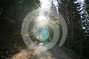 Magic trees and paths in the forest during sunny day.