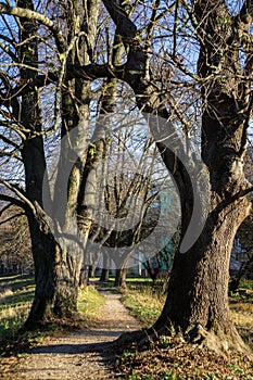 Kouzelné stromy a cesty v parku během slunečného dne.