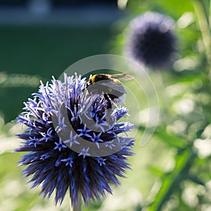 Bumblebee on a people onion flower