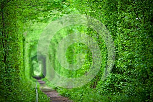 Magic Tunnel of Love, green trees and the railroad background