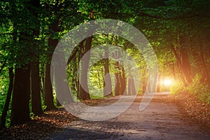 Magic tunnel and pathway through a thick forest with sunlight. T