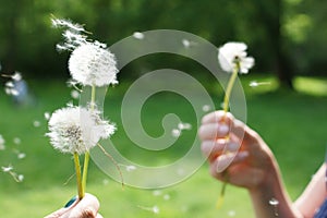 Magic unseen dandelion blow.