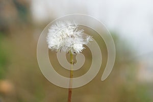 Magic unseen dandelion blow.