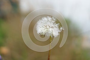 Magic unseen dandelion blow.