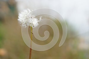 Magic unseen dandelion blow.