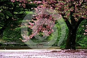 Magic view cherry blossom