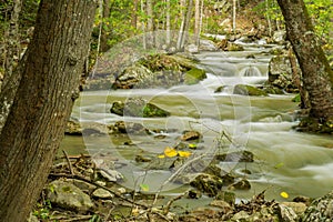 A Magic View of Roaring Run Creek