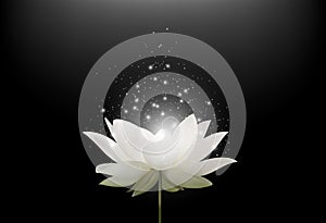 Magic White Lotus flower on black background