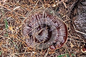 Magic of wild flora, unusually bright shiny mushrooms on stump tree, pleasant nature texture calm dark light brown