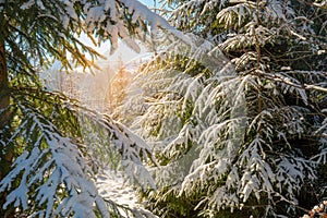 Magic winter landscape.