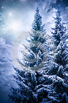 Magic winter with two beautiful trees, snow and stars