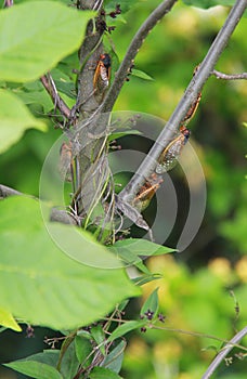 Magicadas sitting on branches of a tree.