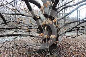 A magical american horn beam tree
