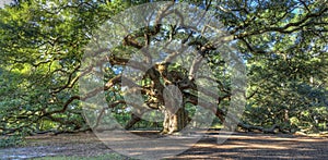 Magical Angel Oak tree, Charleston SC