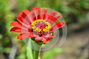 Magical annual zinnia flowers, disambiguation majors growing on the streets of Dripro. photo