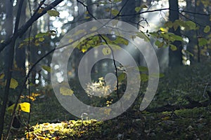 Magical Autumn Forest. Park. Beautiful Scene Misty Old Forest with Sun Rays, Shadows and Fog