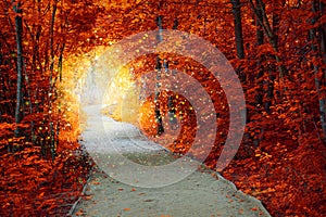 Magical Autumn forest with path and fantastic glow