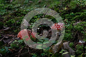 Magical autumn image of two amanita mushroom in the green moss. Selective focus. Mushrooms concept