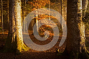 Magical Autumn swiss Forest. Park. Beautiful Scene Misty Old Forest with Sun Rays, Shadows and Fog