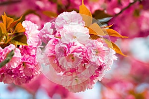 Magical bouquets of pink sakura with green and yellow leaves.