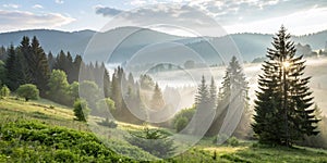 Magic Carpathian forest at dawn