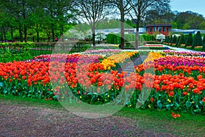 Magical colorful spring tulips in park, Lisse, Netherlands, Europe