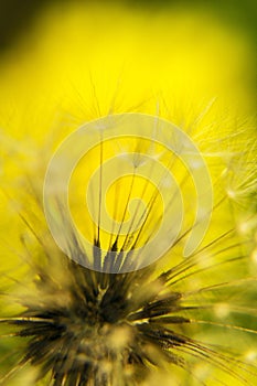 Magical dandelion fluff close up photo