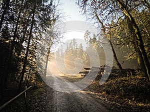 Magical Deep foggy Autumn Forest. Park. Beautiful Scene Misty Old Forest with Sun Rays, Shadows and Fog.