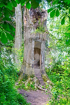 Magical Enchanted Tree house entrance