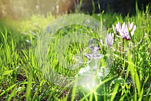 Magical fairy dust potion in bottle in the forest.