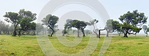 The magical fairy forest of Fanal, Madeira on a misty day, a tranquil landscape with beautiful ancient laurel trees, Laurissilva