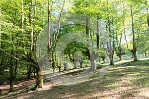 A magical fairytale forest. Deciduous forest covered with green moss. Mystical atmosphere. Ancient gnarled and stunted oak tree