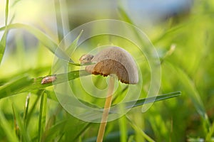 A magical, fantastic clearing with green blurred grass and a mushroom toadstool, with a small snail, a selective focus. Fairy Fore
