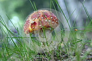 A magical, fantastic clearing with green blurred grass and a mushroom toadstool, with a small snail, a selective focus. Fairy Fore