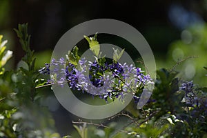 Magical flowers on a beautiful blurred smooth background.